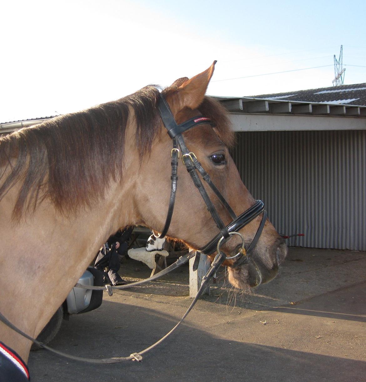 DSP Møgelholts Eternity - Smukke skat i solen <3 billede 20