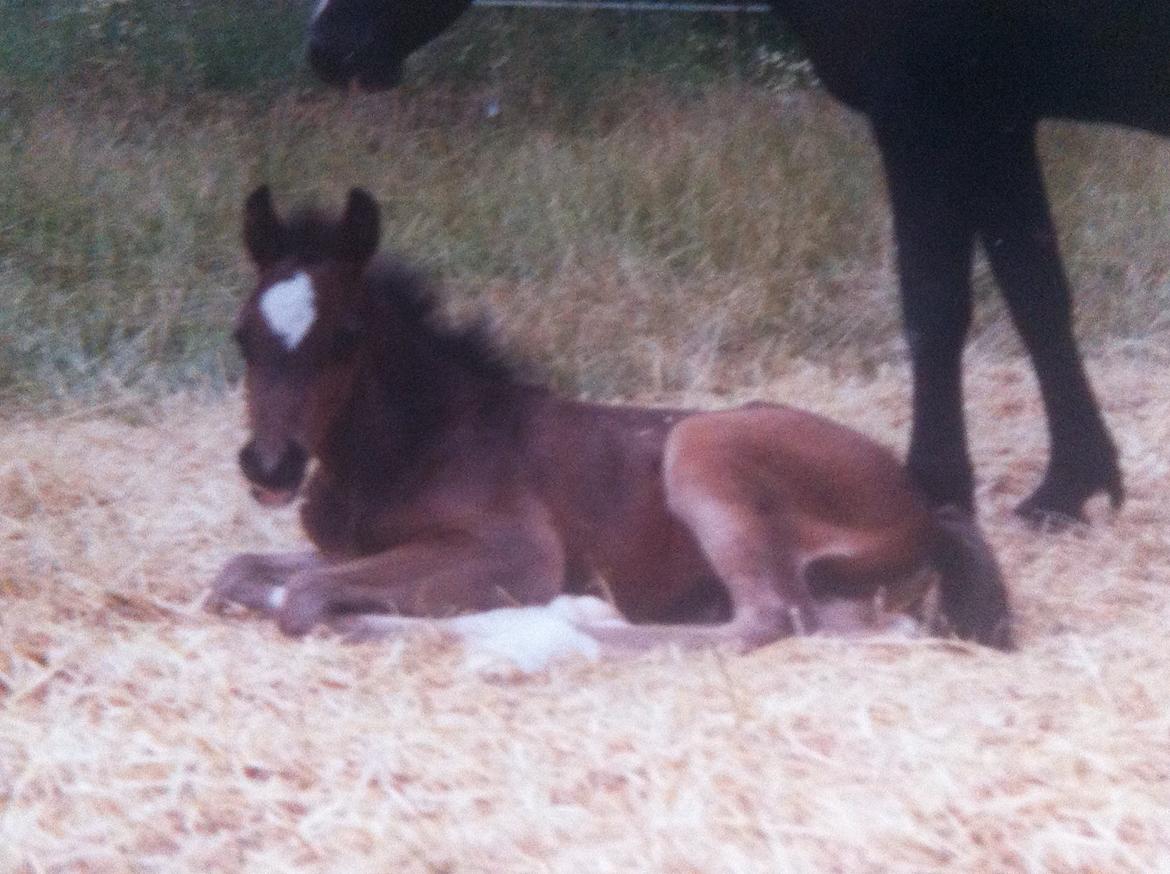 Welsh Pony af Cob-type (sec C) West Side Billy Boy - Billy som føl <333 billede 5