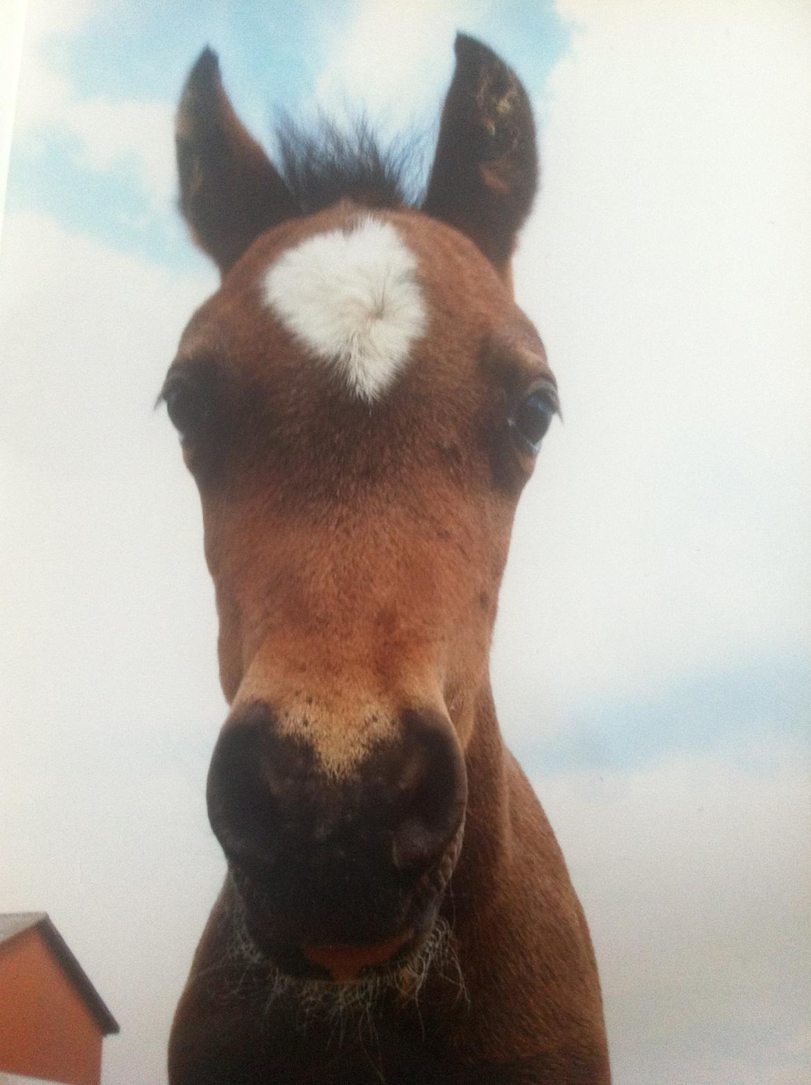 Welsh Pony af Cob-type (sec C) West Side Billy Boy - Billy som føl <3<3<3 billede 6
