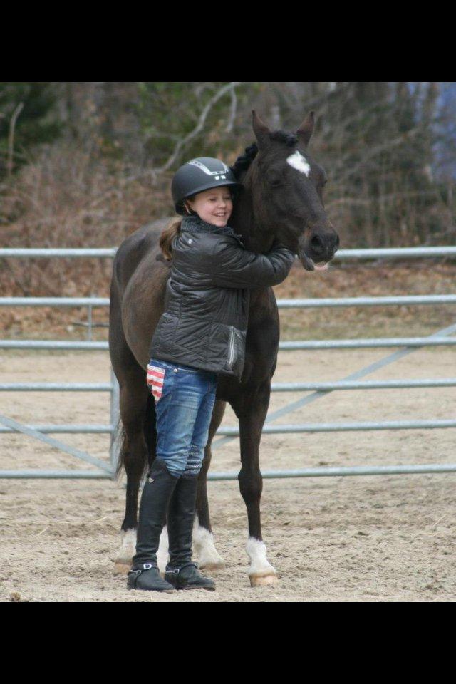 Welsh Pony af Cob-type (sec C) West Side Billy Boy - Billy Boy <3 billede 7