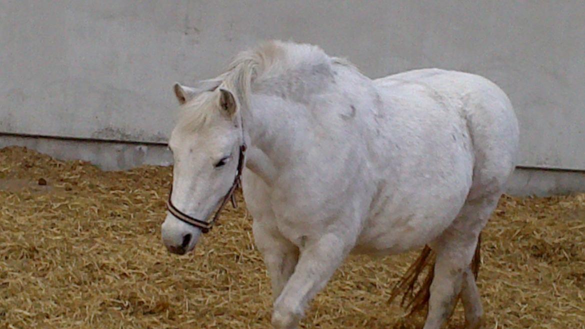 Welsh Pony (sec B) Hårupgård Denise  WB 254 DK Sec.B billede 1