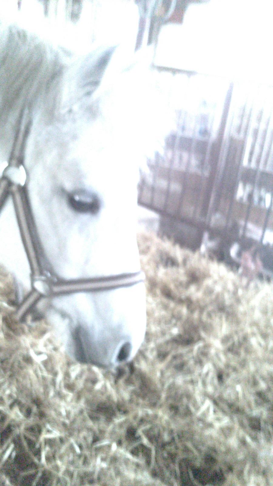 Welsh Pony (sec B) Hårupgård Denise  WB 254 DK Sec.B billede 2