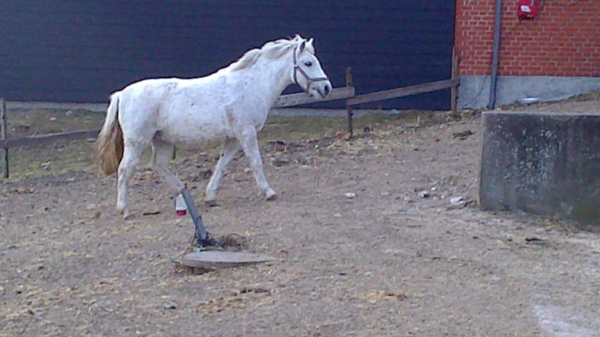 Welsh Pony (sec B) Hårupgård Denise  WB 254 DK Sec.B billede 3