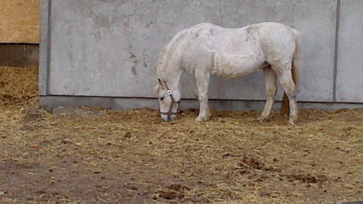 Welsh Pony (sec B) Hårupgård Denise  WB 254 DK Sec.B billede 4