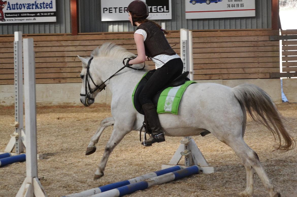 Anden særlig race Pegasus SOLGT - Gymnastik spring... billede 8