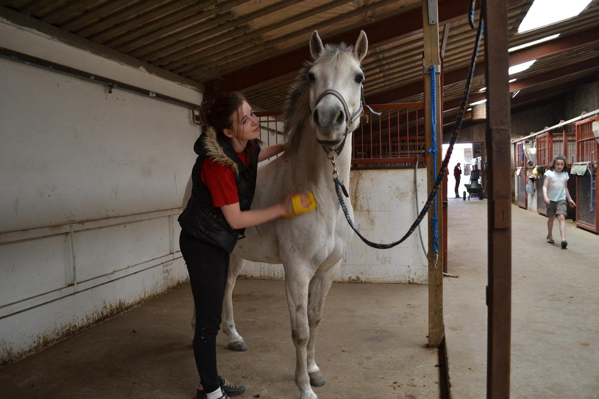 Anden særlig race Pegasus SOLGT billede 9