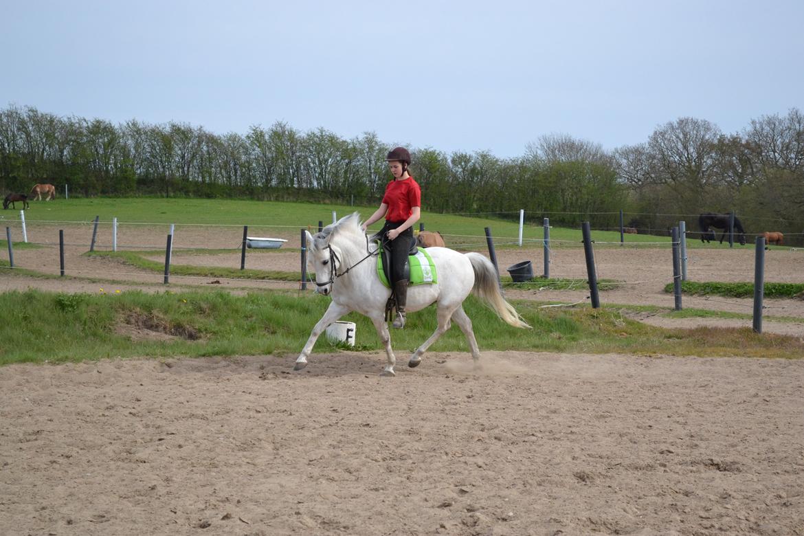 Anden særlig race Pegasus SOLGT billede 15