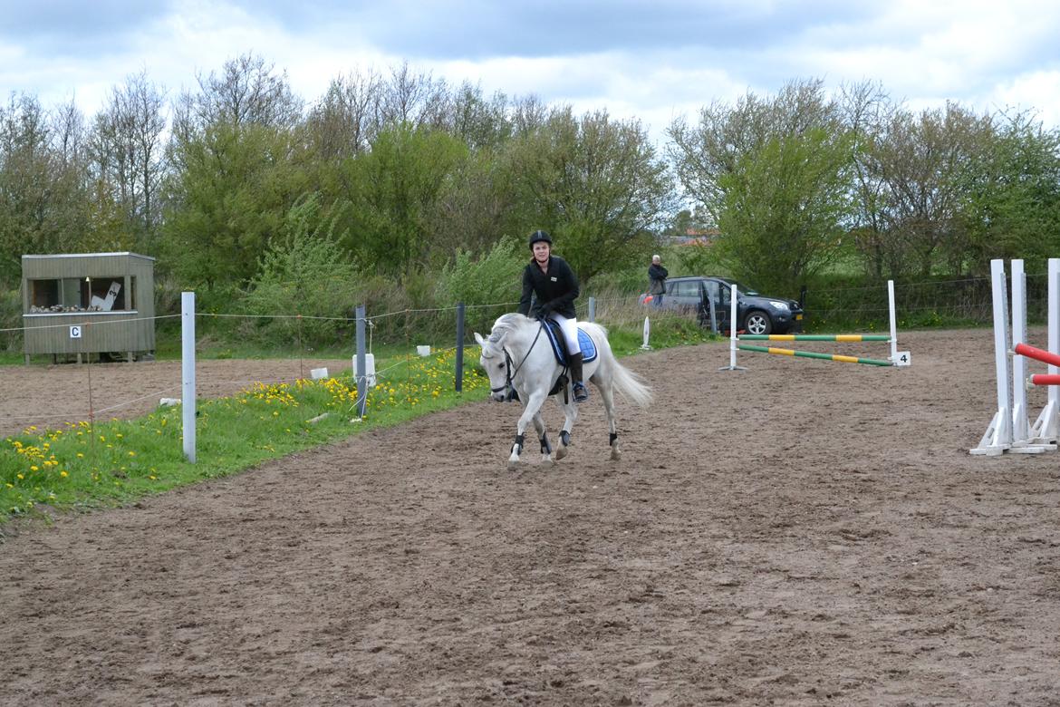 Anden særlig race Pegasus SOLGT billede 19