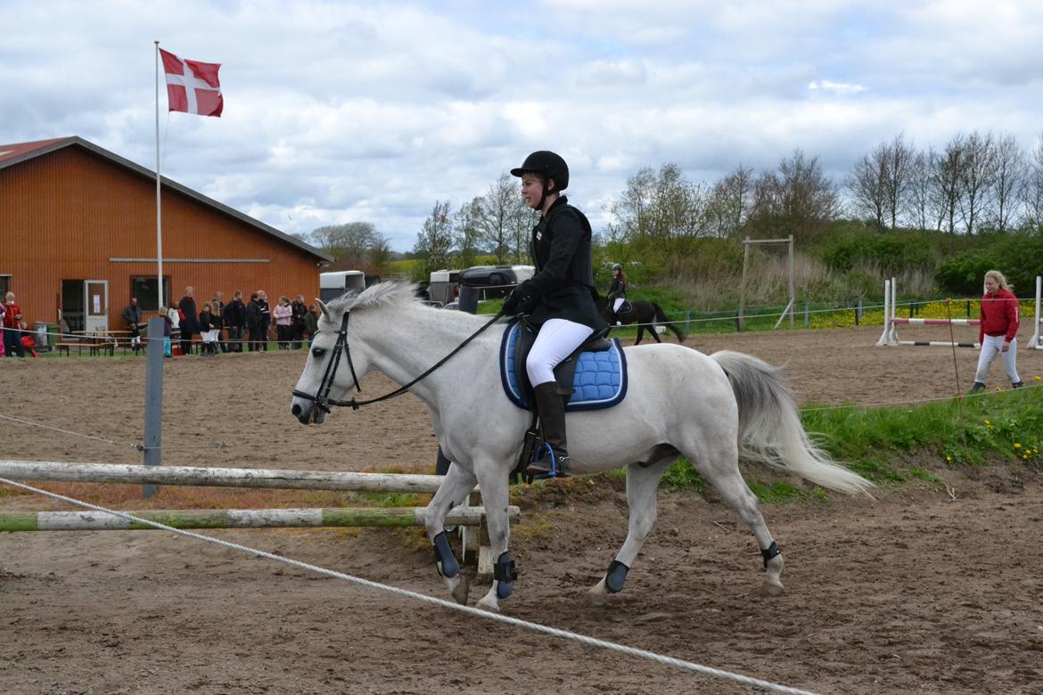 Anden særlig race Pegasus SOLGT billede 11