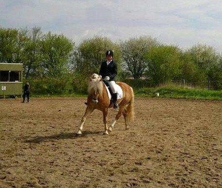 Haflinger Sandy van de Lohöfte (Balder) - Første ude stævne, maj 2013
Han klarede det så godt! billede 9
