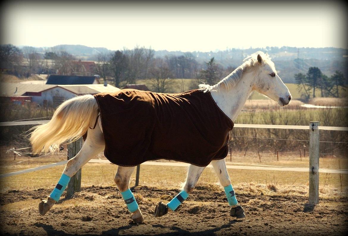 Irsk Sportspony Rahscanlon Lad  - White beauty - billede 6