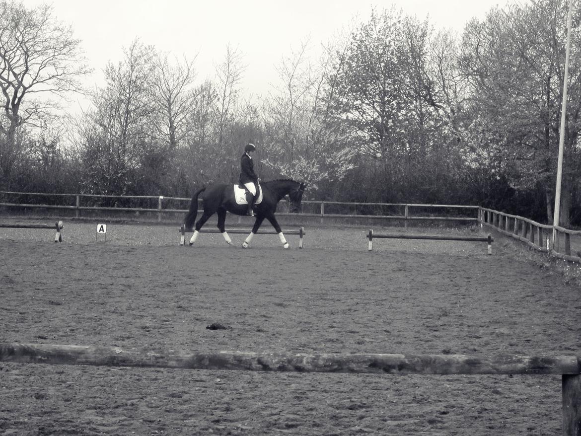 Anden særlig race Nova - Black and white <3 We are one.  billede 16