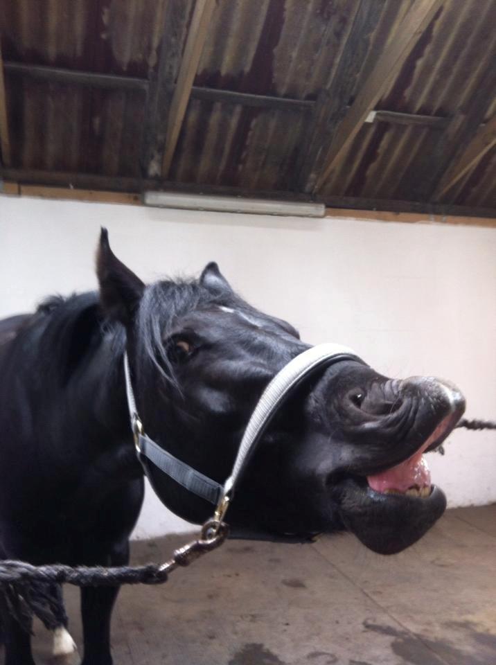 Tysk Sportspony Gematus B - smil til fotografen ;) billede 3