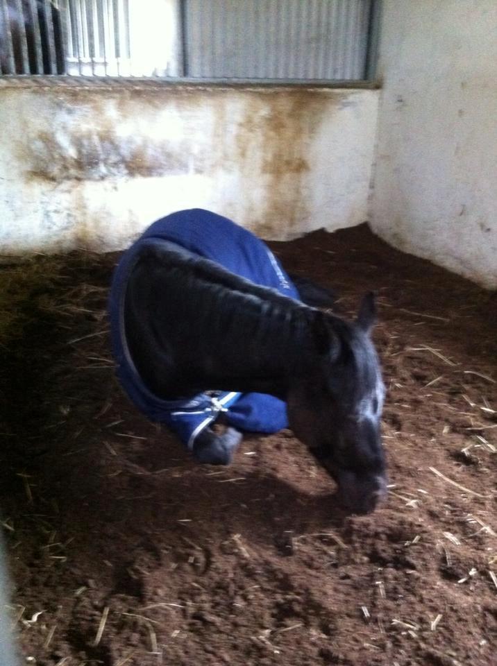 Tysk Sportspony Gematus B - lidt træt billede 5