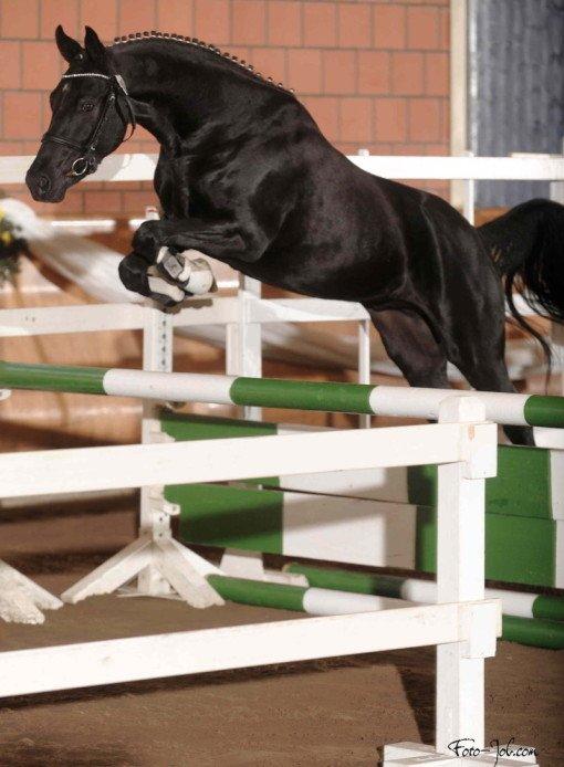 Tysk Sportspony Gematus B - Velkommen til Gematus' profil :) billede 1