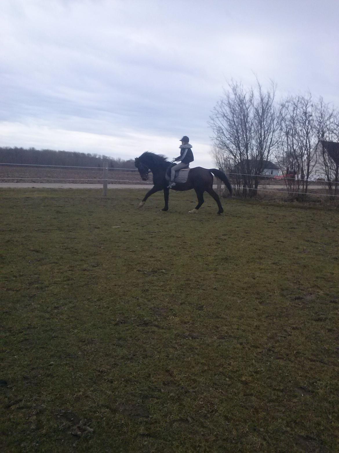 Anden særlig race Chili billede 1