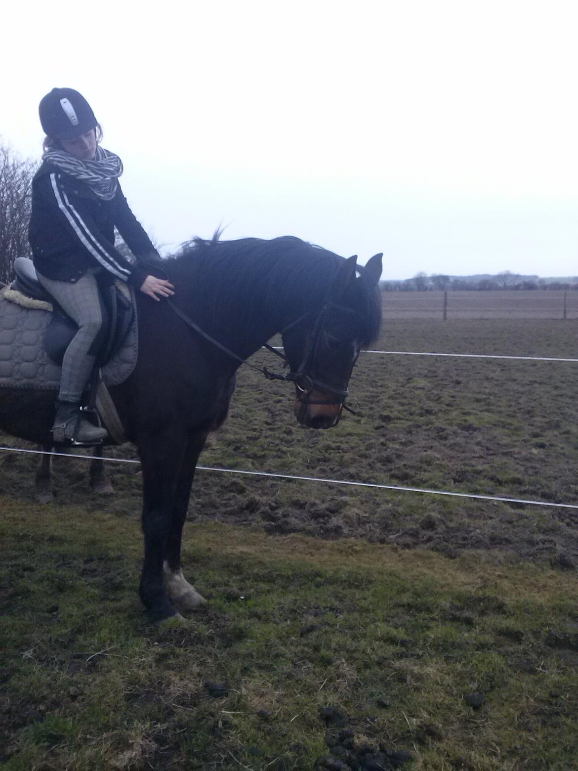 Anden særlig race Chili billede 3