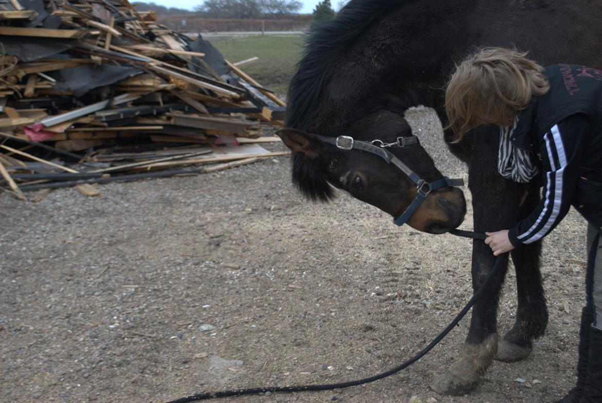 Anden særlig race Chili billede 4