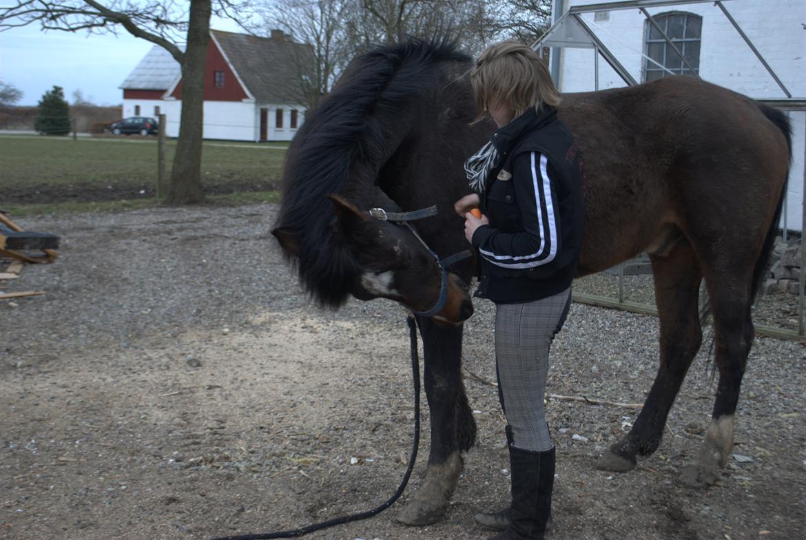 Anden særlig race Chili billede 5
