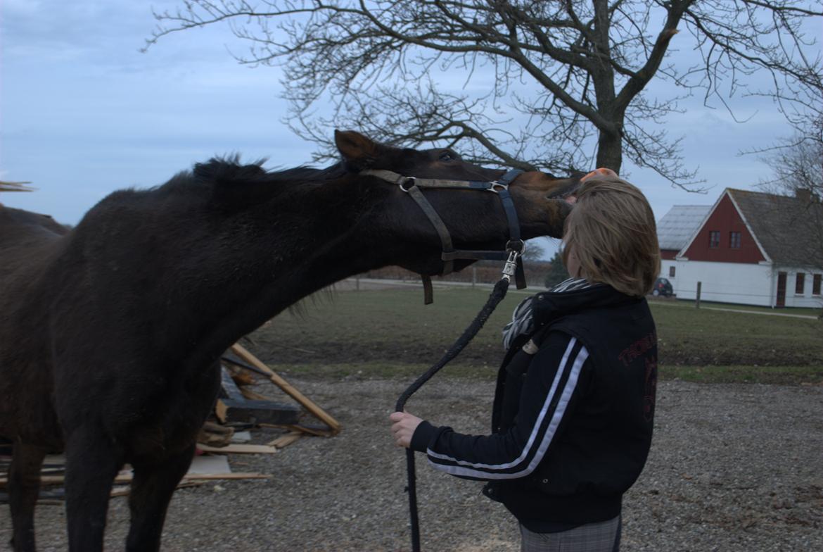 Anden særlig race Chili billede 7