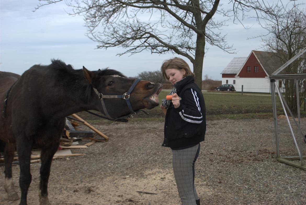 Anden særlig race Chili billede 8