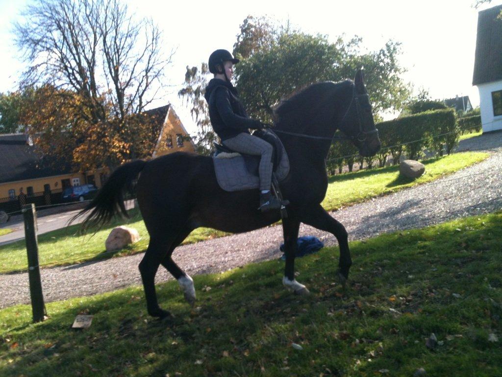 Anden særlig race Chili billede 9