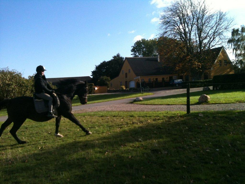 Anden særlig race Chili billede 10