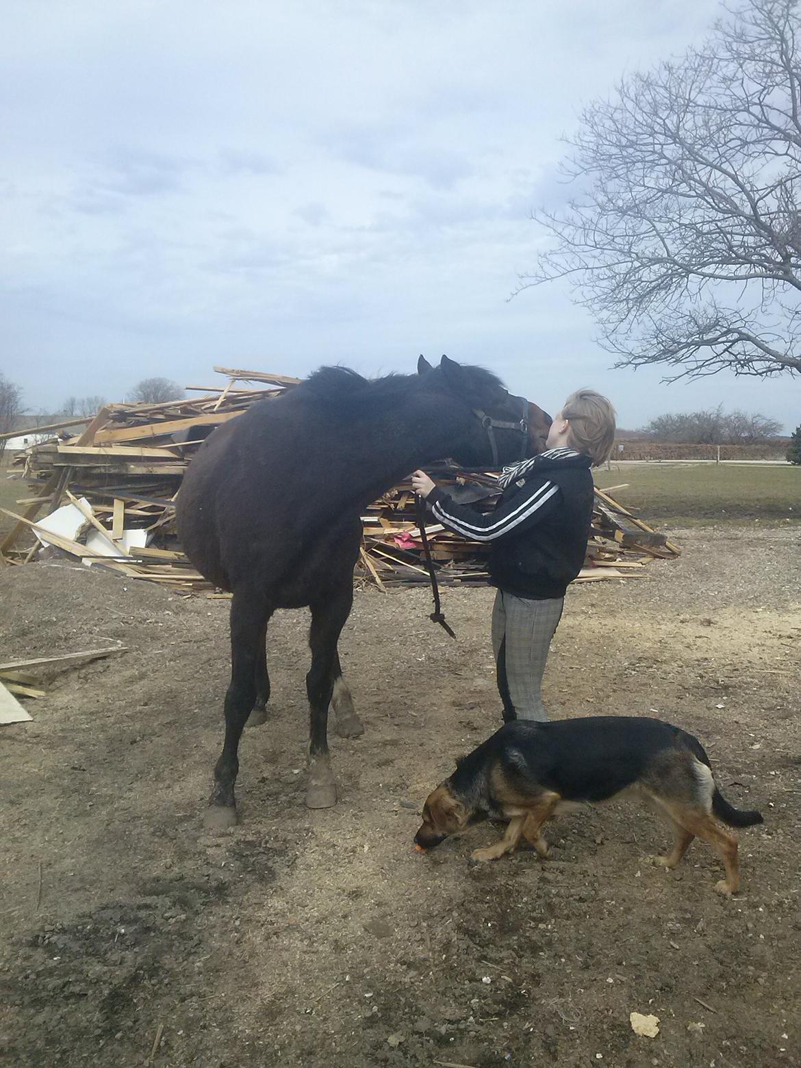 Anden særlig race Chili billede 11