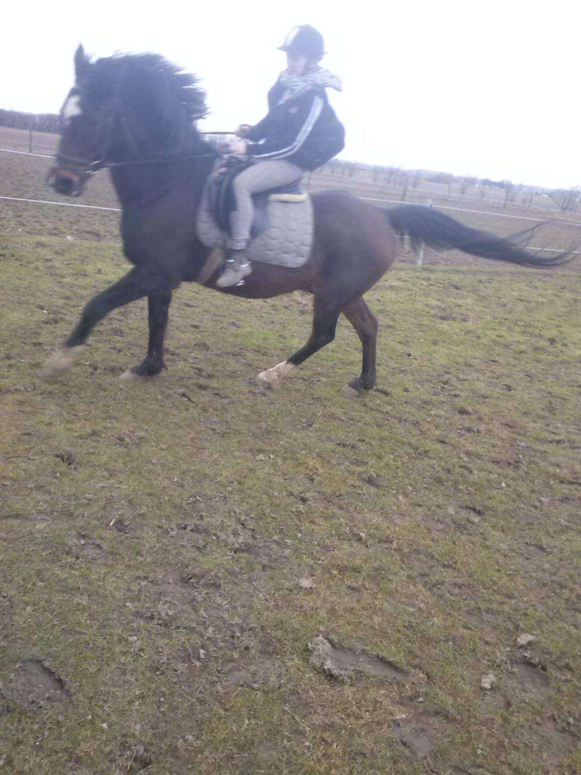 Anden særlig race Chili billede 12