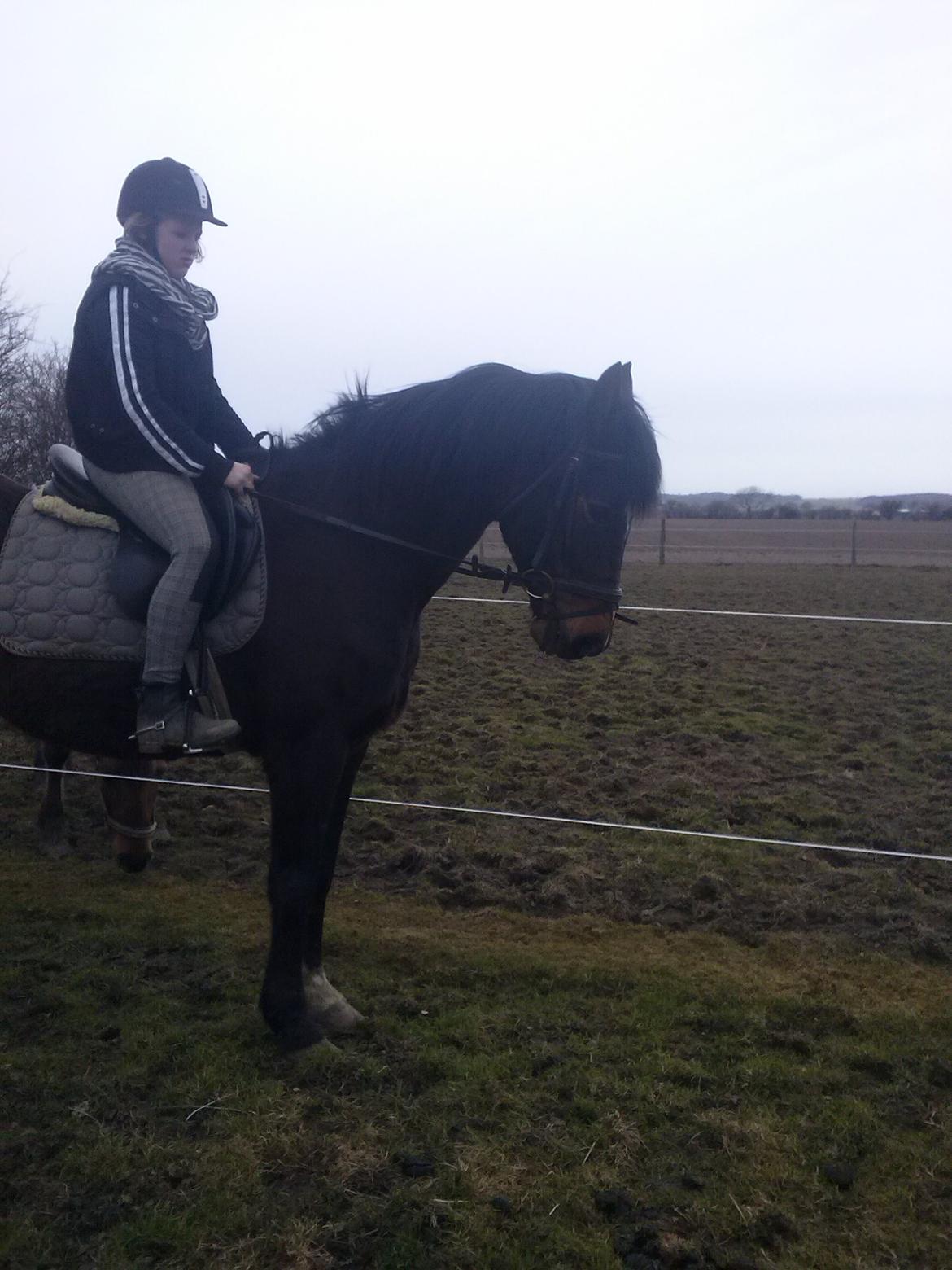 Anden særlig race Chili billede 13