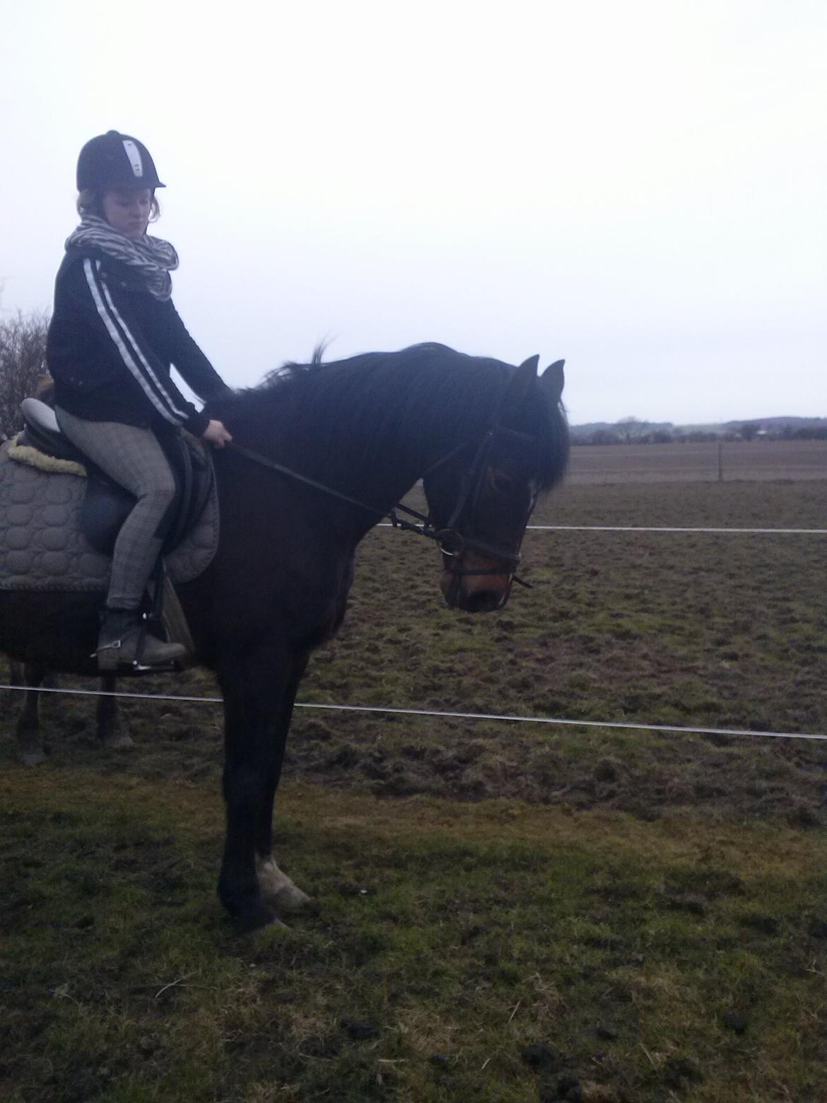 Anden særlig race Chili billede 14