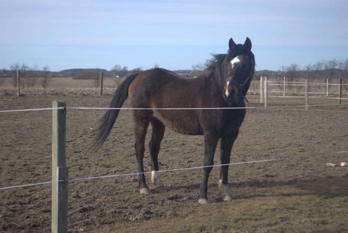 Anden særlig race Chili billede 15