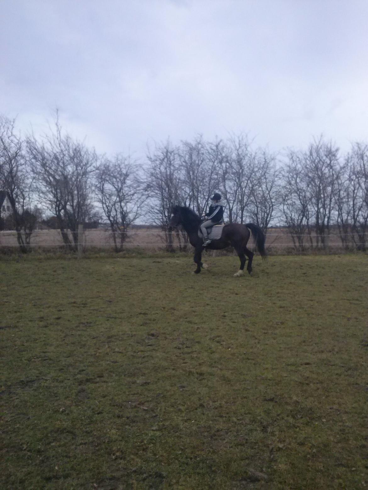 Anden særlig race Chili billede 16