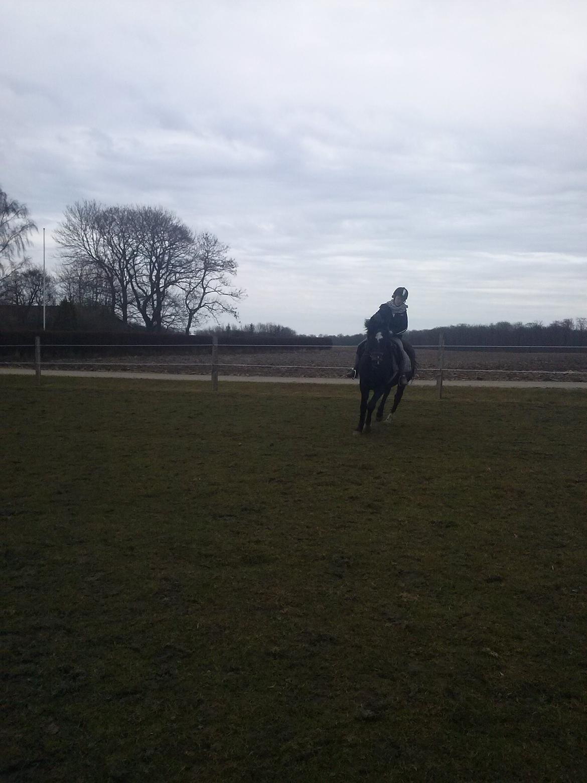 Anden særlig race Chili billede 17