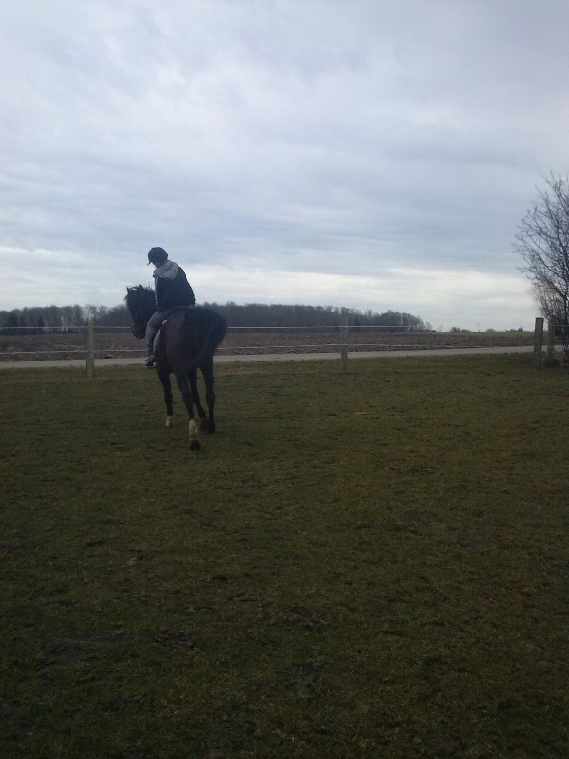 Anden særlig race Chili billede 18