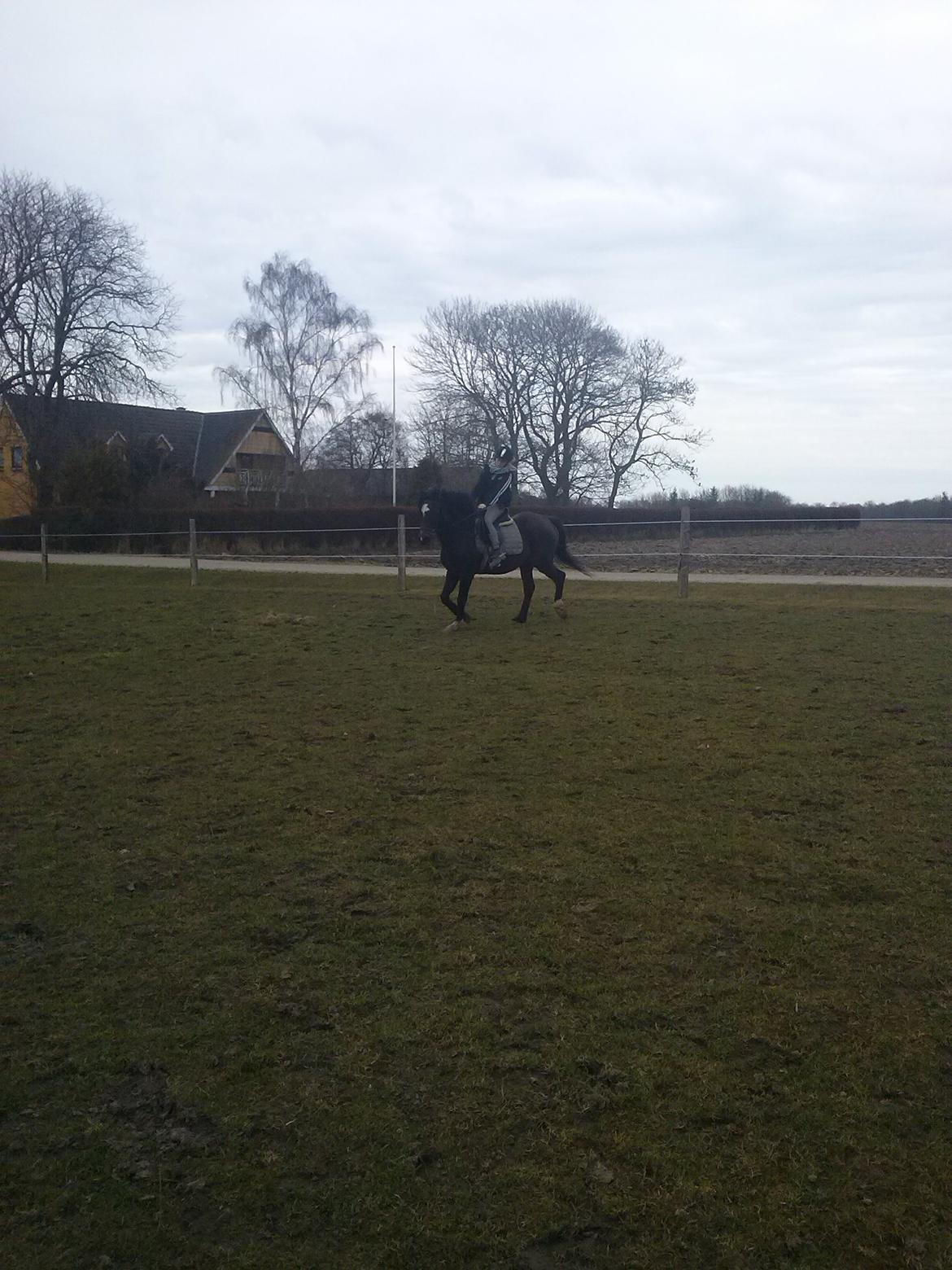 Anden særlig race Chili billede 19