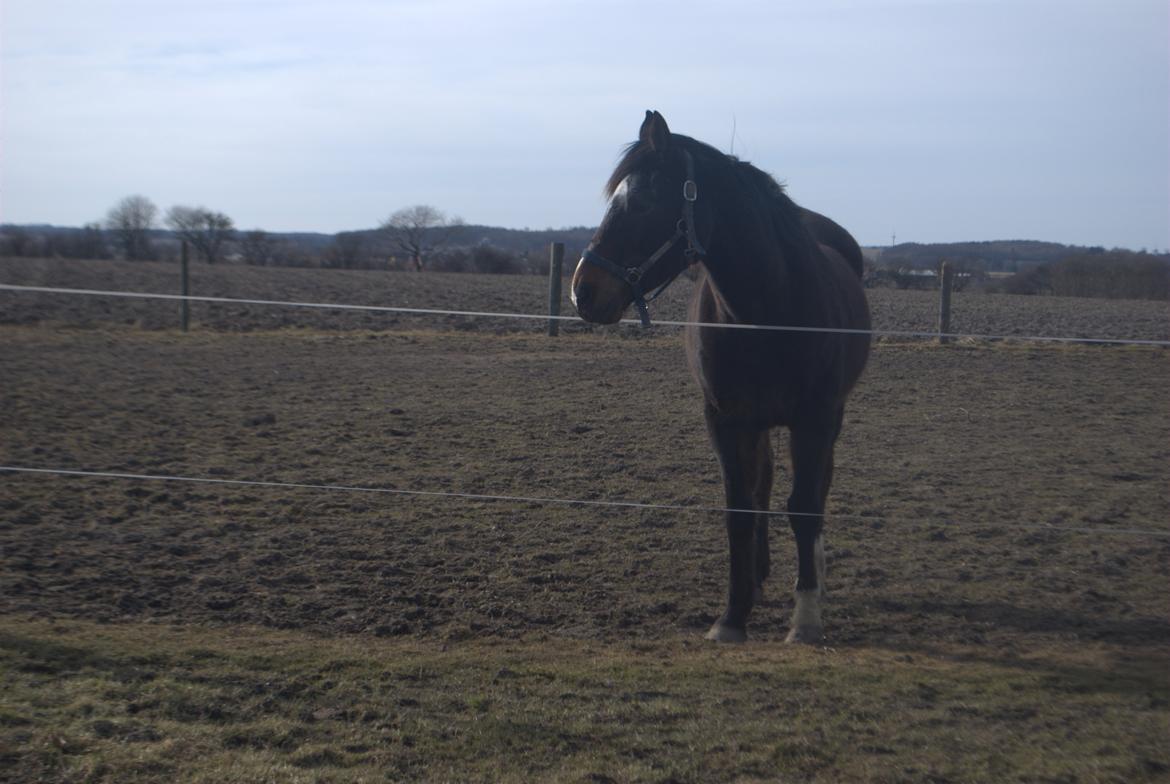 Anden særlig race Chili billede 20
