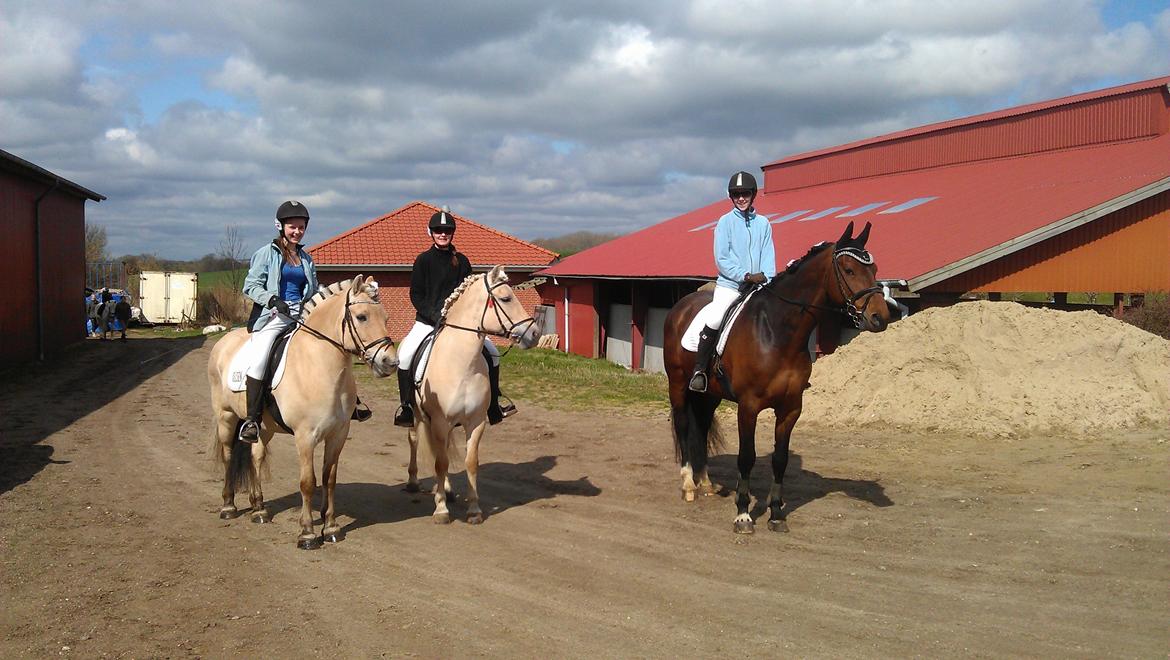 Holstener Mailunds Calua billede 3