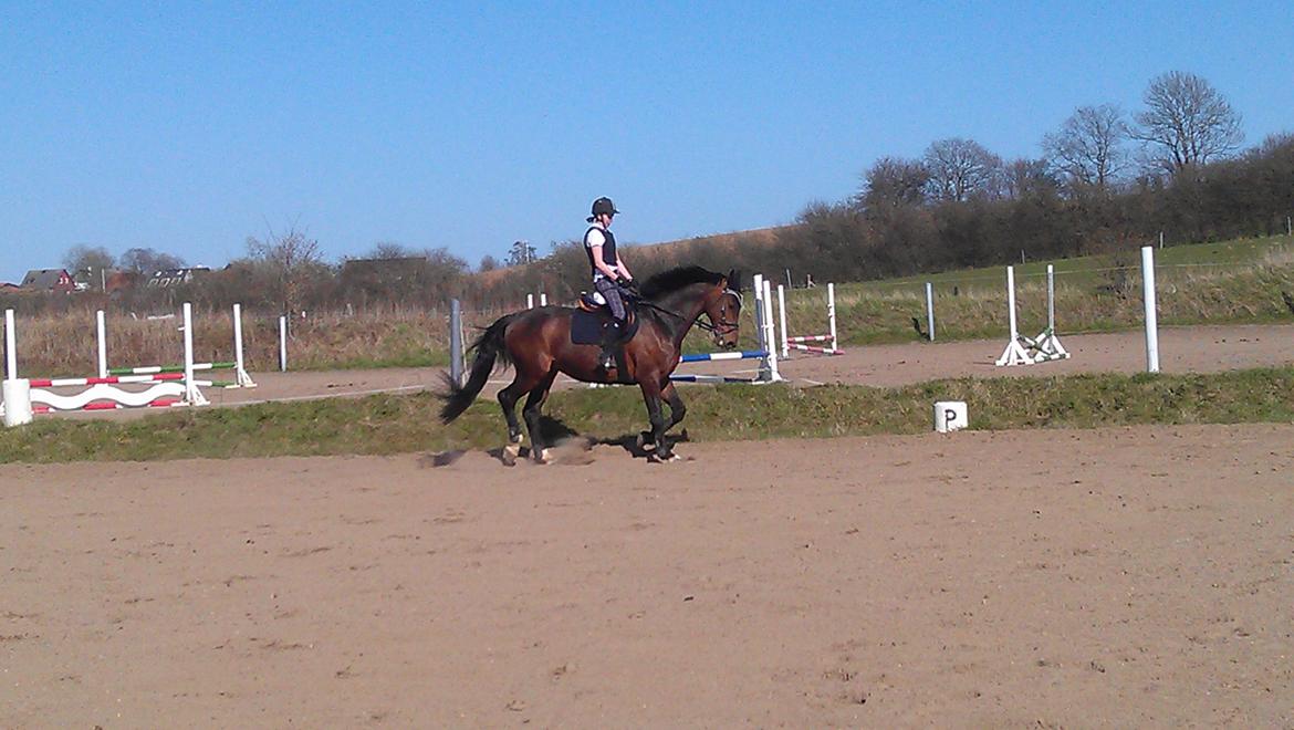 Holstener Mailunds Calua billede 4