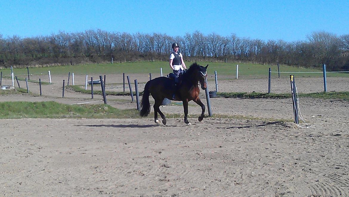 Holstener Mailunds Calua billede 5