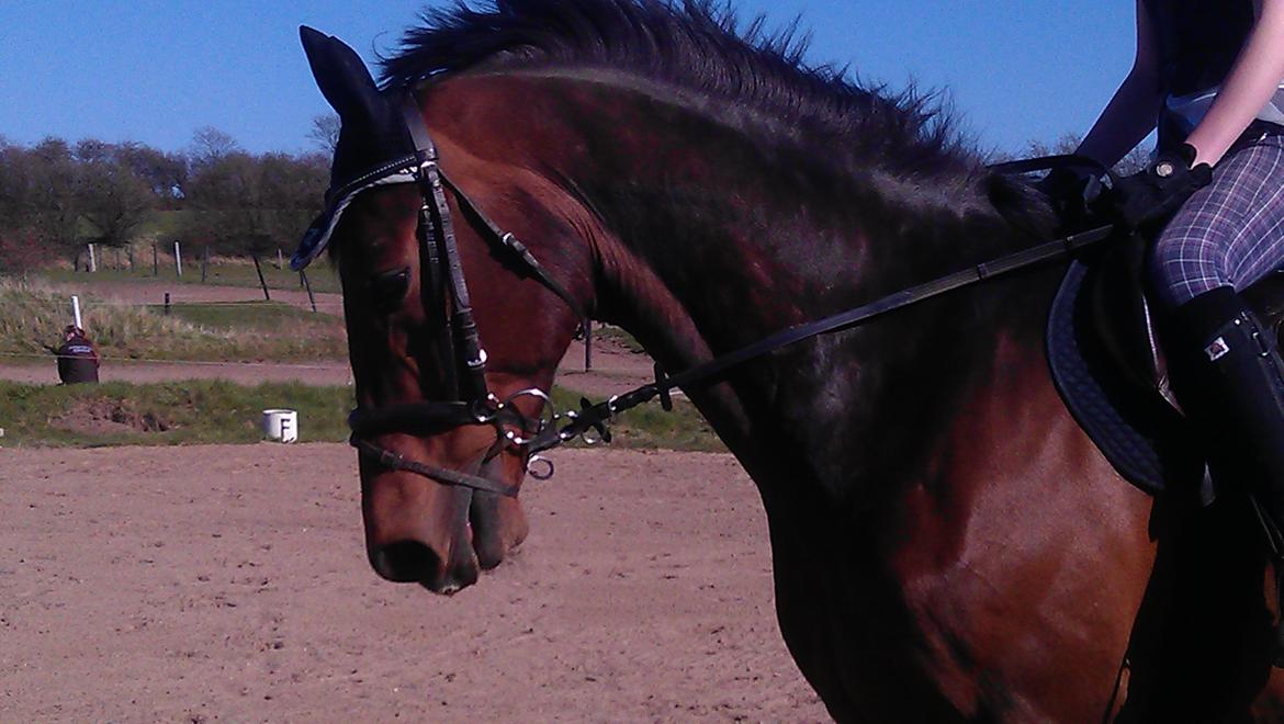 Holstener Mailunds Calua billede 2