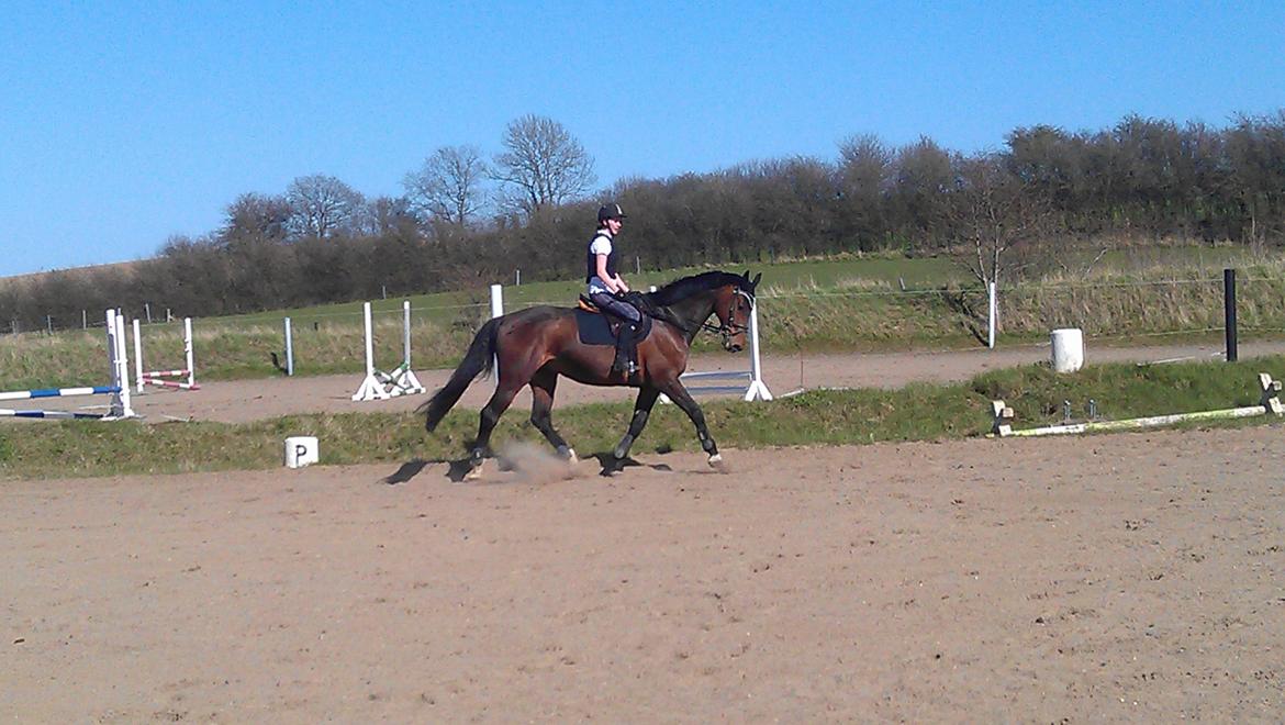 Holstener Mailunds Calua billede 6