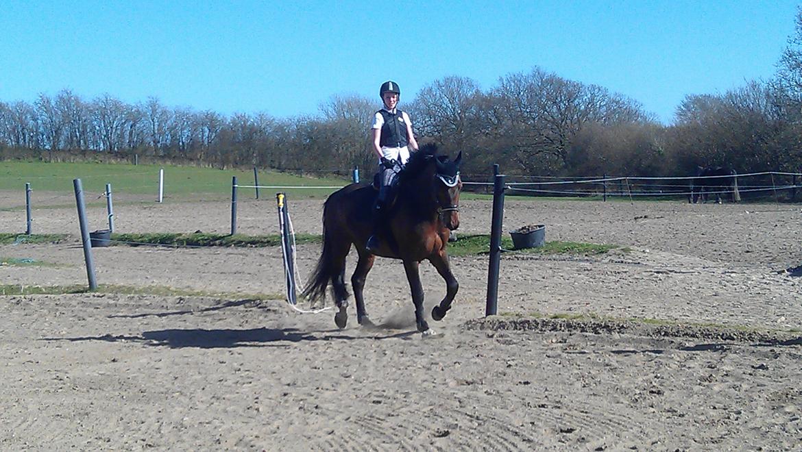 Holstener Mailunds Calua billede 7