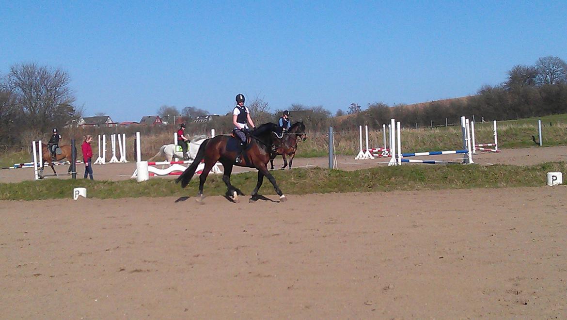 Holstener Mailunds Calua billede 8