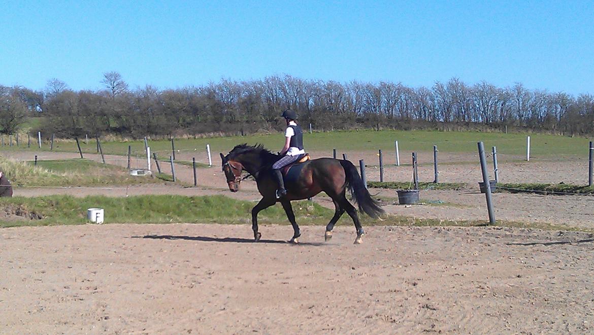 Holstener Mailunds Calua billede 9