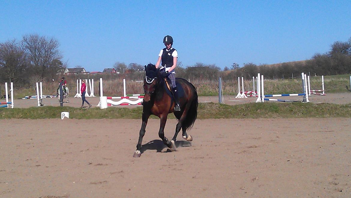 Holstener Mailunds Calua billede 10