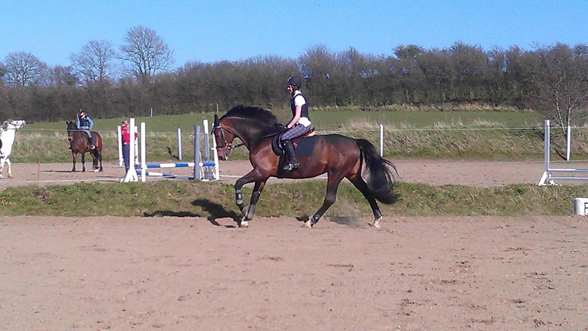 Holstener Mailunds Calua billede 11