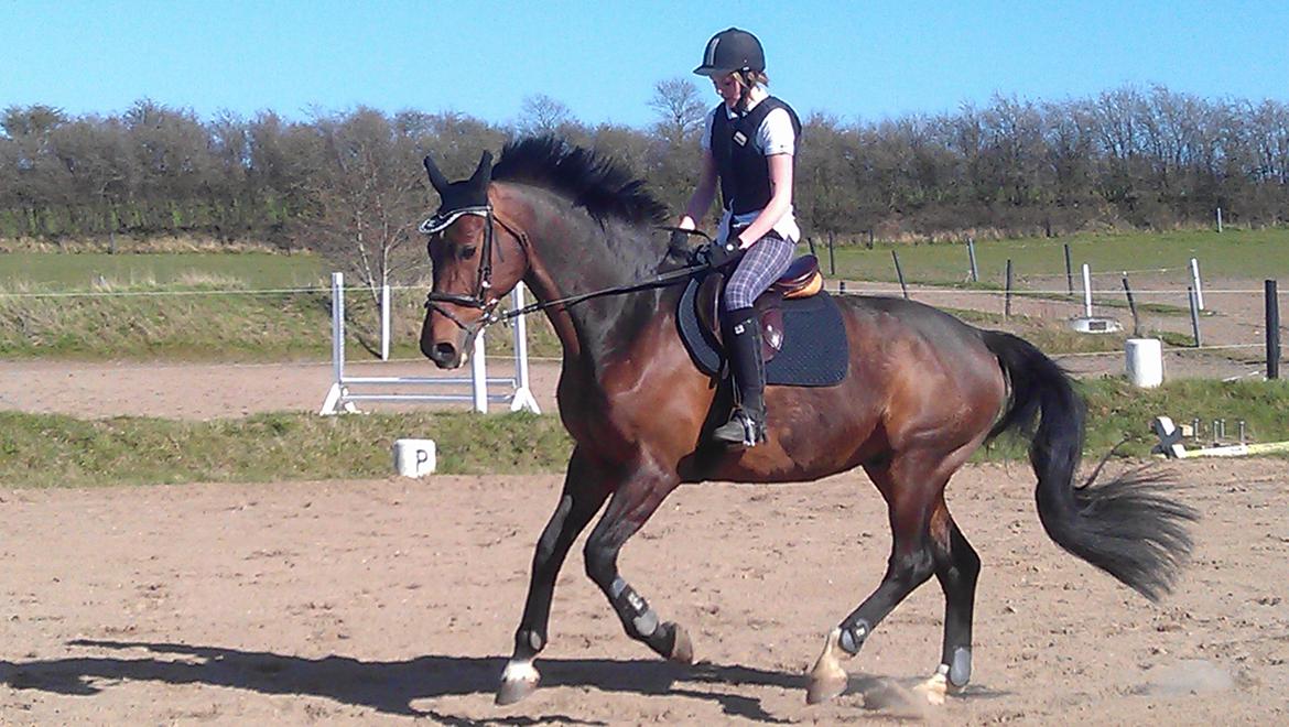 Holstener Mailunds Calua billede 12