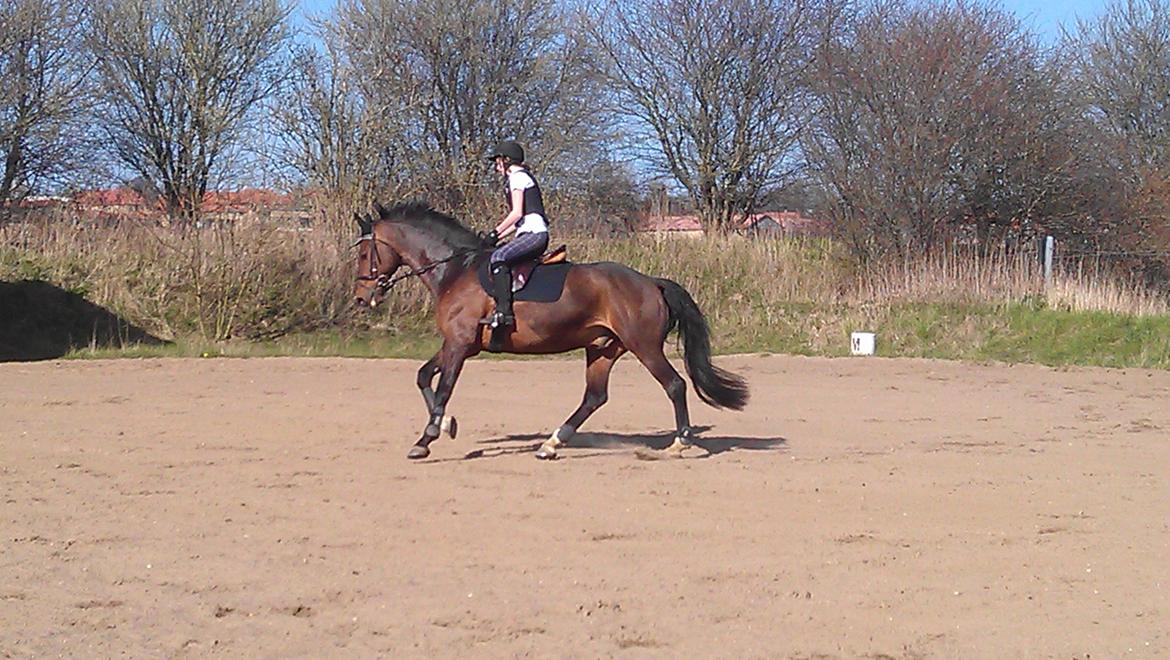 Holstener Mailunds Calua billede 13