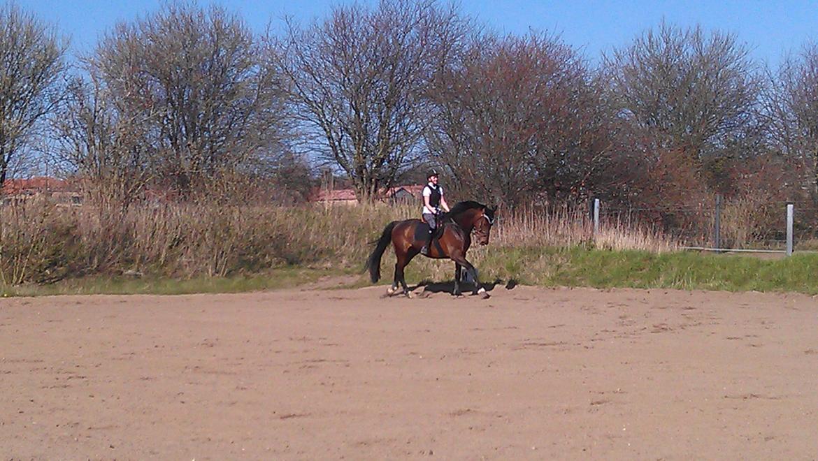 Holstener Mailunds Calua billede 14